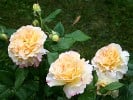 Aquarell (Hybrid Tea) Picture of the rose 'Aquarell' (Hybrid Tea)