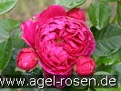 Picture of the rose 'Ascot' (Hybrid Tea)