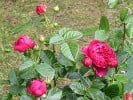 Ascot (Hybrid Tea) Picture of the rose 'Ascot' (Hybrid Tea)