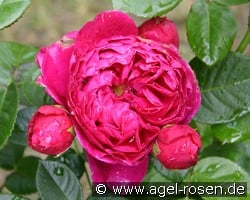 Ascot (Hybrid Tea) Picture of the rose 'Ascot' (Hybrid Tea)