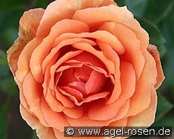 Ashram (Hybrid Tea) Picture of the rose 'Ashram' (Hybrid Tea)