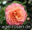 Picture of the rose 'Augusta Luise' (Hybrid Tea)