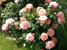 Augusta Luise (Hybrid Tea) Picture of the rose 'Augusta Luise' (Hybrid Tea)