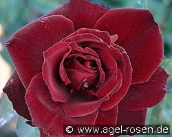 Barkarole (Hybrid Tea) Picture of the rose 'Barkarole' (Hybrid Tea)