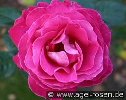 Baronne E. de Rothschild (Hybrid Tea) Picture of the rose 'Baronne E. de Rothschild' (Hybrid Tea)