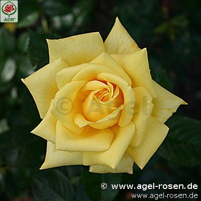 Picture of the rose 'Berolina' (Hybrid Tea)