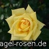 Picture of the rose 'Berolina' (Hybrid Tea)
