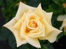 Berolina (Hybrid Tea) Picture of the rose 'Berolina' (Hybrid Tea)