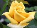 Berolina (Hybrid Tea) Picture of the rose 'Berolina' (Hybrid Tea)
