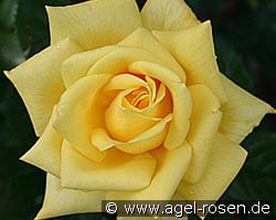 Berolina (Hybrid Tea) Picture of the rose 'Berolina' (Hybrid Tea)