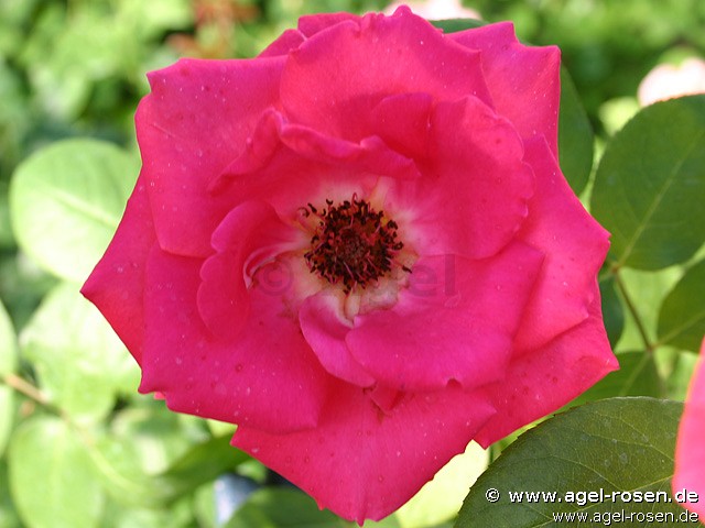 Picture of the rose 'Bonjour' (Hybrid Tea)