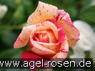 Picture of the rose 'Brocéliande' (Hybrid Tea)