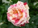 Brocéliande (Hybrid Tea) Picture of the rose 'Brocéliande' (Hybrid Tea)
