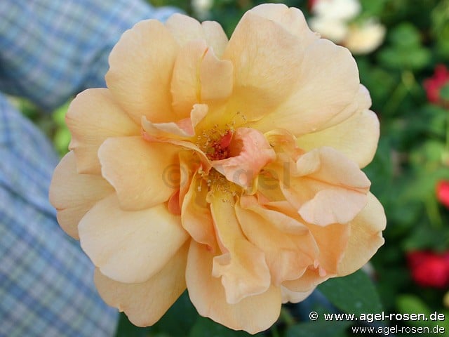 Picture of the rose 'Caffeeteria' (Hybrid Tea)