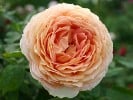 Caramel Antike (Hybrid Tea) Picture of the rose 'Caramel Antike' (Hybrid Tea)