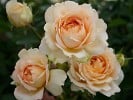 Caramel Antike (Hybrid Tea) Picture of the rose 'Caramel Antike' (Hybrid Tea)