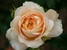 Caramel Antike (Hybrid Tea) Picture of the rose 'Caramel Antike' (Hybrid Tea)