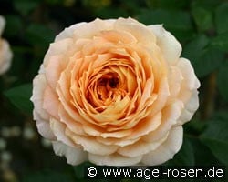 Caramel Antike (Hybrid Tea) Picture of the rose 'Caramel Antike' (Hybrid Tea)