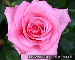 Carina (Hybrid Tea) Picture of the rose 'Carina' (Hybrid Tea)
