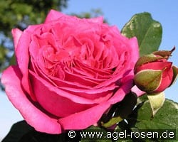 Chartreuse de Parme (Hybrid Tea) Picture of the rose 'Chartreuse de Parme' (Hybrid Tea)