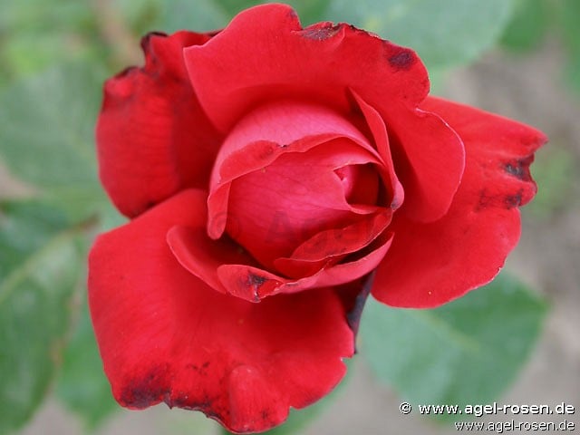 Dame de Coeur (Hybrid Tea) Picture of the rose 'Dame de Coeur' (Hybrid Tea)