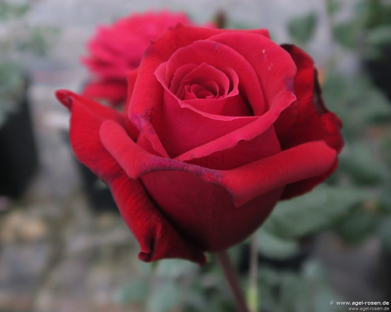 Duftfestival (Hybrid Tea) Picture of the rose 'Duftfestival' (Hybrid Tea)