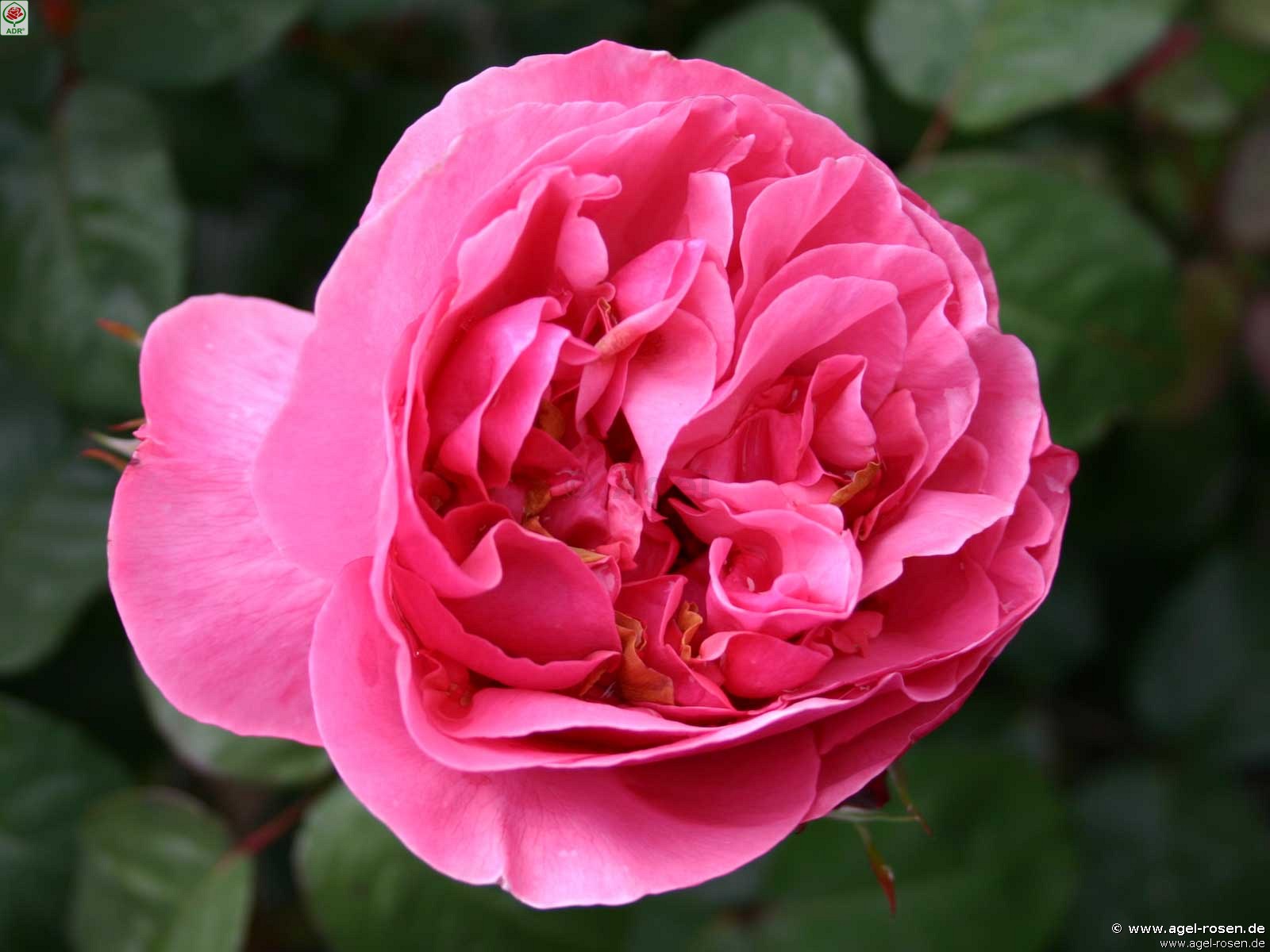 Picture of the rose 'Elbflorenz' (Hybrid Tea)