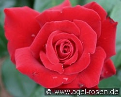 Ingrid Bergman (Hybrid Tea) Picture of the rose 'Ingrid Bergman' (Hybrid Tea)