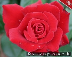 Ingrid Bergman kaufen, click for more details Ingrid Bergman