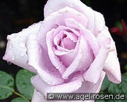 Mainzer Fastnacht (Hybrid Tea) Picture of the rose 'Mainzer Fastnacht' (Hybrid Tea)