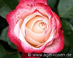 Nostalgie (Hybrid Tea) Picture of the rose 'Nostalgie' (Hybrid Tea)
