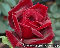 Papa Meilland (Hybrid Tea) Picture of the rose 'Papa Meilland' (Hybrid Tea)