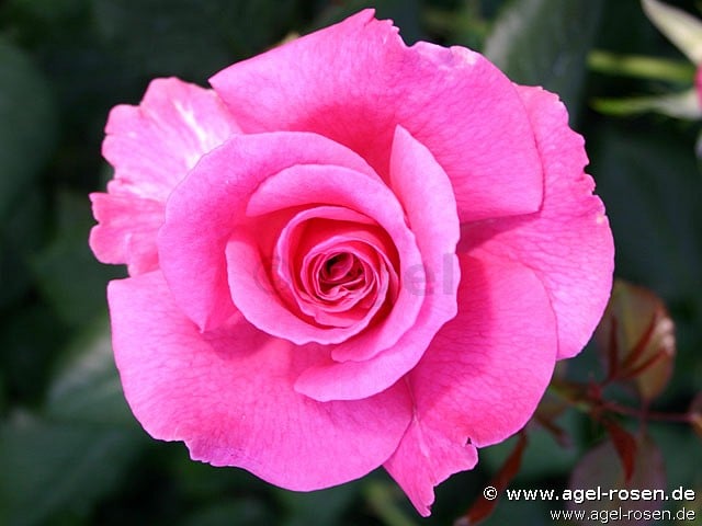 Picture of the rose 'Princess Alexandra' (Hybrid Tea)