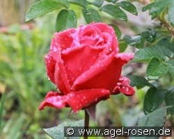 Soliman (Hybrid Tea) Picture of the rose 'Soliman' (Hybrid Tea)