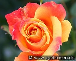 Sutters Gold (Hybrid Tea) Picture of the rose 'Sutters Gold' (Hybrid Tea)