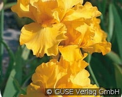 Schwertlilie (Stauden für Beete, Rabatten & Schnitt) Bild der Staude 'Schwertlilie' (Iris Barbata-Elatior-Hybride)
