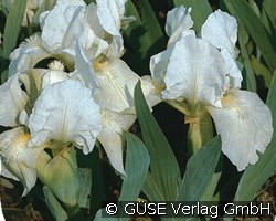 Zwerg-Schwertlilie (Stauden für Beete, Rabatten & Schnitt) Bild der Staude 'Zwerg-Schwertlilie' (Iris Barbata-Nana-Hybride)