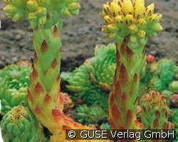 Kugelige Wirbel-Steinwurz (Stauden für Steingärten & Trockenmauern) Bild der Staude 'Kugelige Wirbel-Steinwurz' (Jovibarba sobolifera)