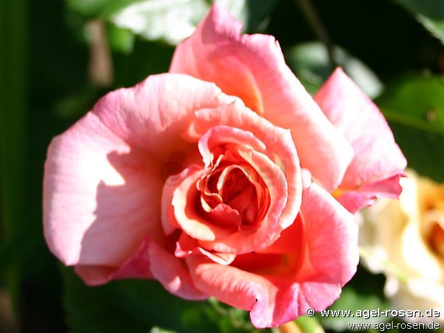 Bild der Rose 'Aloha' (Kletterrose)
