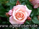 Bild der Rose 'Barock' (Kletterrose)