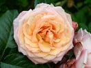 Barock (Kletterrose) Bild der Rose 'Barock' (Kletterrose)