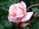 Barock (Kletterrose) Bild der Rose 'Barock' (Kletterrose)
