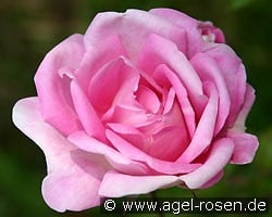 Blairii (Kletterrose) Bild der Rose 'Blairii' (Kletterrose)