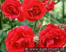 Blaze Superior (Kletterrose) Bild der Rose 'Blaze Superior' (Kletterrose)
