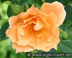 Bridge of Sighs (Kletterrose) Bild der Rose 'Bridge of Sighs' (Kletterrose)
