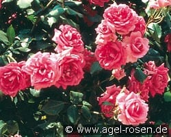 Campanile (Kletterrose) Bild der Rose 'Campanile' (Kletterrose)