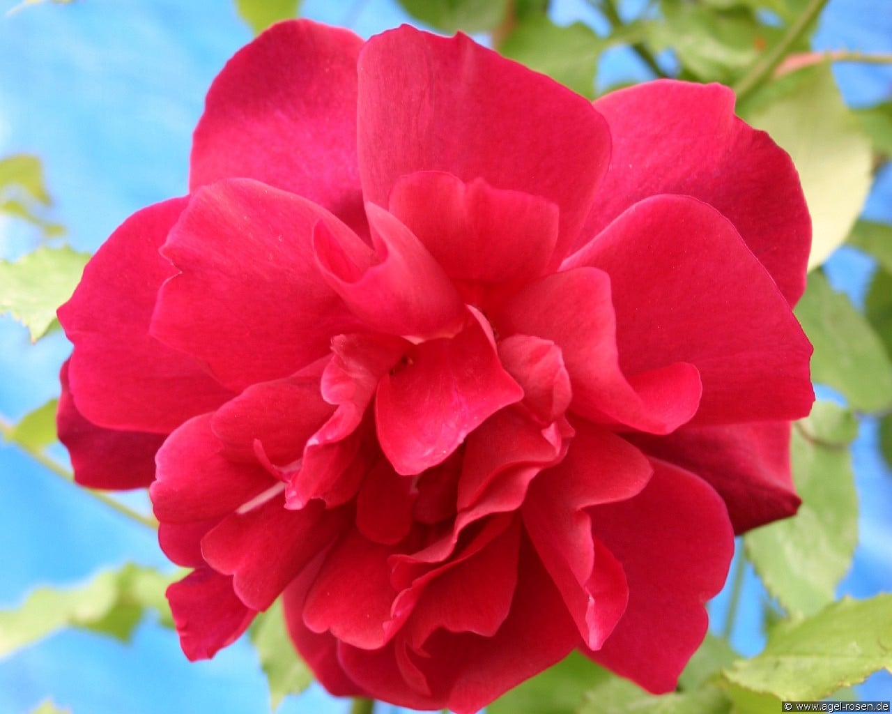 Climbing Etoile de Hollande (Kletterrose) Bild der Rose 'Climbing Etoile de Hollande' (Kletterrose)