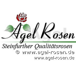 Bild der Rose 'Climbing Gail Borden' (Kletterrose)