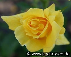 Climbing Landora (Kletterrose) Bild der Rose 'Climbing Landora' (Kletterrose)