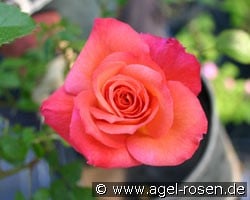 Climbing Yesterday (Kletterrose) Bild der Rose 'Climbing Yesterday' (Kletterrose)
